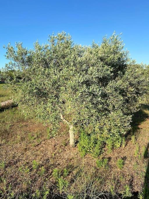 Willa La Casa Degli Ulivi Ostuni Zewnętrze zdjęcie